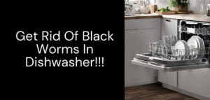 Black Worms In Dishwasher